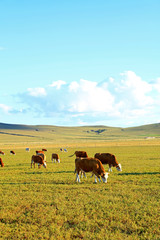 A herd of cattle are eating grass on the grassland