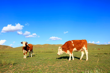 A herd of cattle are eating grass on the grassland