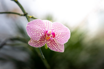 Beautiful blooming orchids in forest