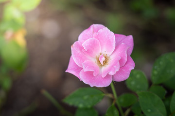 Obraz premium Roses in the garden