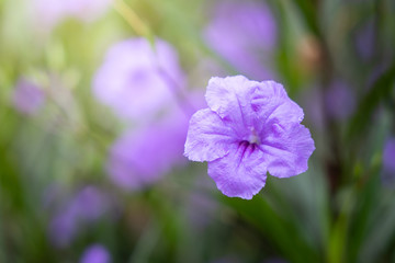 The background image of the colorful flowers