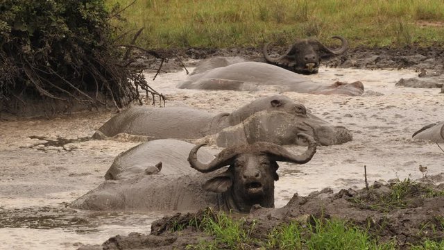 African buffalos and hippos  in a mudhole