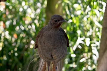 this is a close  up of a lyre bird