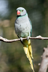 the malabar parakeet has an orange beak