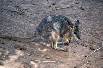 the red necked wallaby is in a paddock