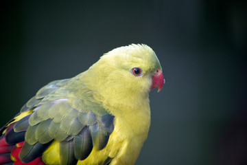 this is a side view of a regent parrot
