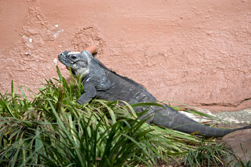 this is a side view of a Rhinoceros iguana