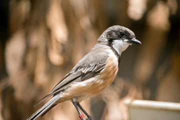 this is a side view of a rufous whistler