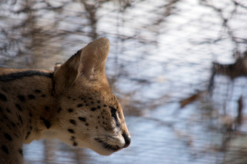 The serval is a wild cat native to Africa