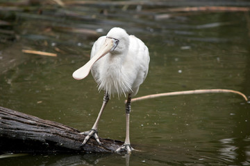 the yellow spoonbill is in the water looking for food