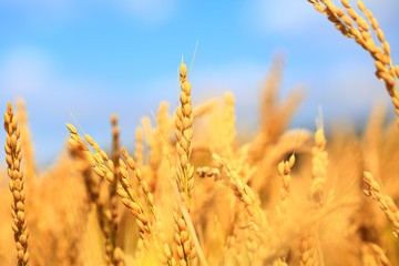 Fototapeta premium Mature rice in rice field,