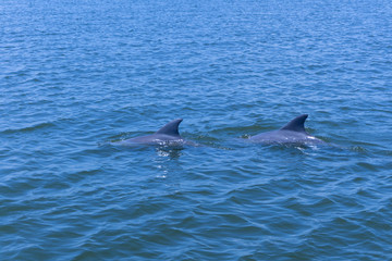 Fototapeta premium dolphins