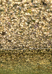 Barnacles on a harbor wall at low tide.