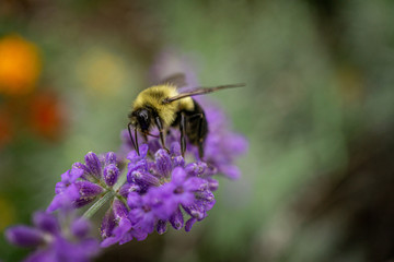 bee on flower