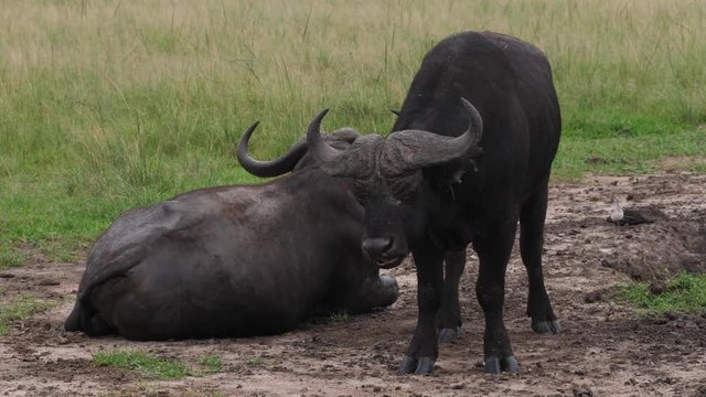 African buffalo chewing, Uganda