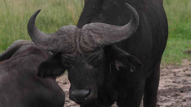 African buffalo surrounded by flies, Uganda