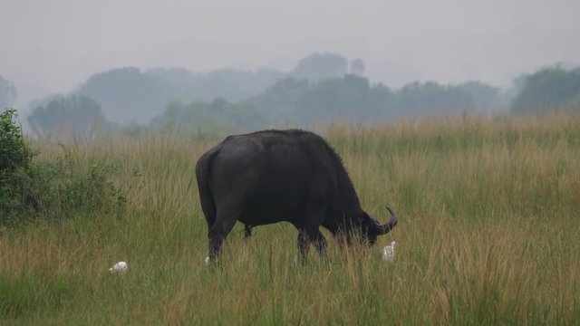 African Buffalo and cattle egrets, Uganda