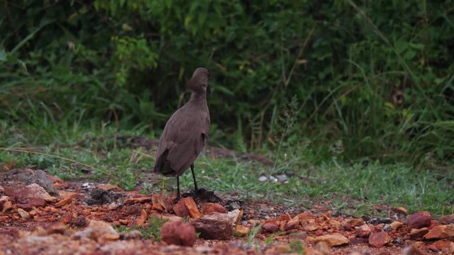 Hamerkop flying away, Uganda