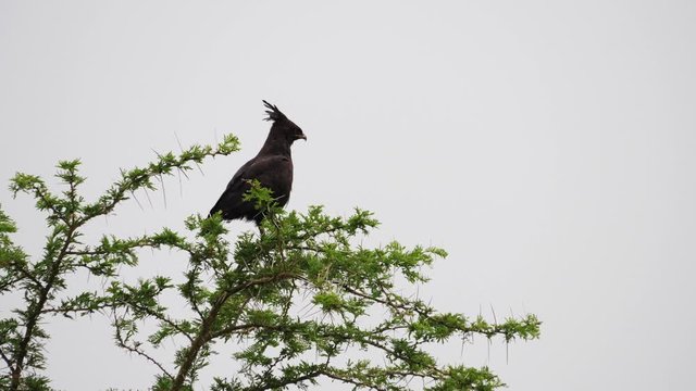 Long-crested eagle, Uganda