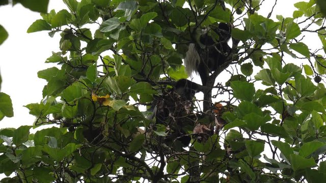 Mantled guerezas in rain, Uganda