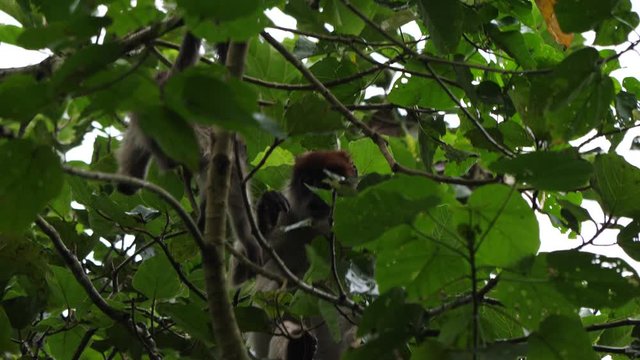 Young Red colobus in a tree, Uganda