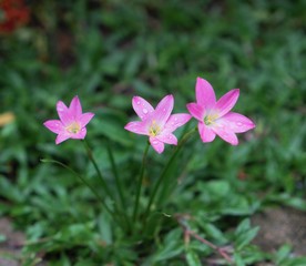 Pink rain lily flowers on green grass.