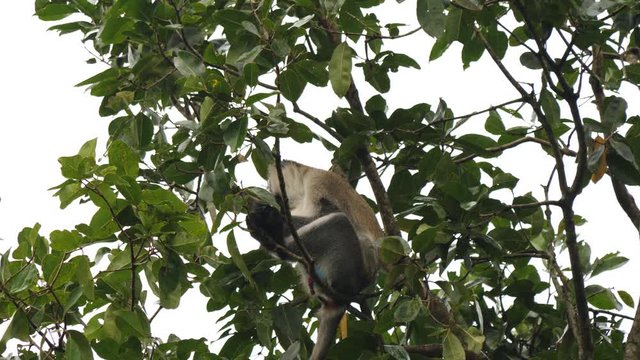 Vervet monkey(chlorocebus pygerythrus), Bigode wetland,Uganda