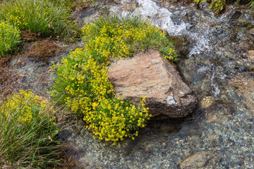 Alpine wild flower Saxifraga aizoides (yellow saxifrage) in a mountain stream. Aosta valley, Cogne, Italy. Photo taken at an altitude of 2300 meters.