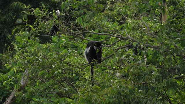 Mantled guereza (Colobus guereza) in a tree