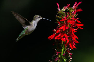 Obraz na płótnie Canvas Hummingbird and Cardinal Flower