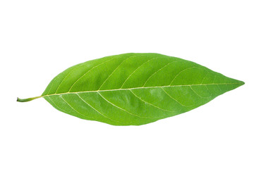 Fototapeta premium Leaf of Custard apple or Sugar Apple isolated on white background.