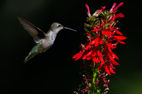 Hummingbird And Cardinal Flower