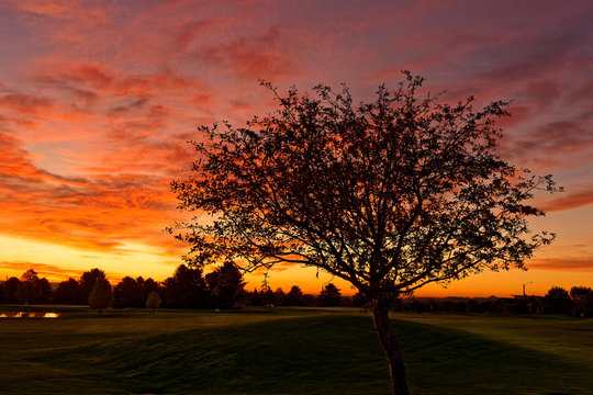 Beautiful Lone Tree Over Green In Brilliant Sunrise