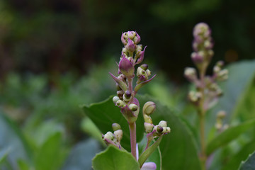  orchid Began to bloom in a beautiful natural garden