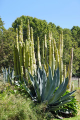 A decorative combination of large succulents with a big Peruvian Apple cactus cereus repandus and agave cacti around