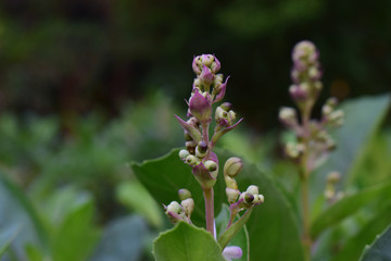  orchid Began to bloom in a beautiful natural garden