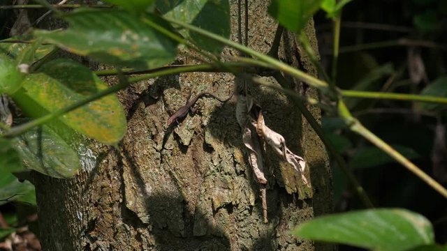 Small lizard in a tree