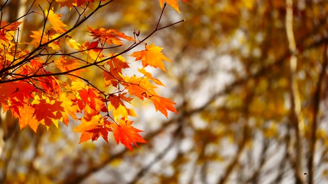 Nature Video Scenario scene close up of colorful maple leaf that is blowing by the wind and maple leaves are changing colors in the autumn with blur colorful bokeh background,Nature concept.