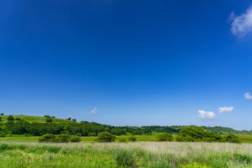 霧ヶ峰　夏の八島ヶ原湿原　長野県