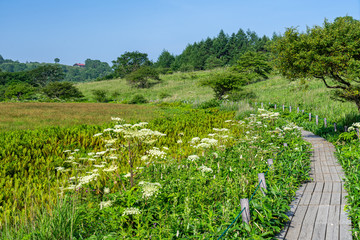 霧ヶ峰　夏の八島ヶ原湿原　長野県