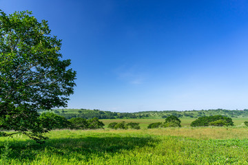 霧ヶ峰　夏の八島ヶ原湿原　長野県