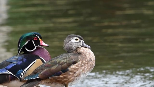HD video Close up pair of wood ducks, sitting next to a pond with light reflecting. The wood duck or Carolina duck is a species of perching duck and is 1 of the most colorful North American waterfowl