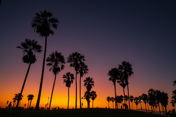 Venice beach palm trees at sunset in Los Angeles in California USA