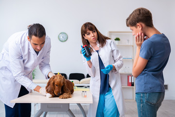 Vet doctor examining golden retriever dog in clinic