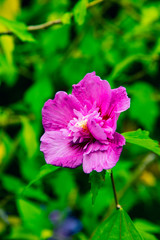 Fototapeta premium purple flower in the garden