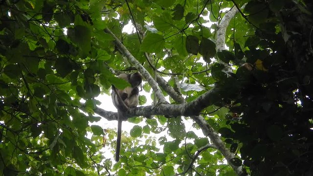 Red colobus, Uganda