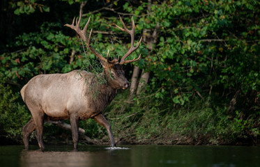 Naklejka na ściany i meble Bull Elk Crossing a Creek in Pennsylvania 