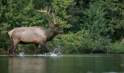 Fototapeta na wymiar Bull Elk Crossing a Creek in Pennsylvania 