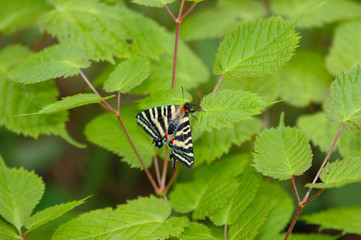 Small Luehdorfia - Luehdorfia puziloi - has perched of the leaves of the wings flowers in Nagano prefecture, JAPAN.