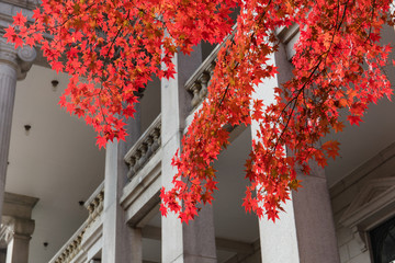 Autumn leaves Deoksugung Palace in Seoul South Korea